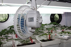 Ventilateur pour la culture du cannabis Ventilateur pour la culture du cannabis