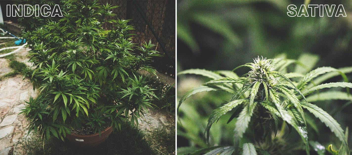 Le Cannabis À Photopériode & Comment Le Cultiver En Extérieur Le Cannabis À Photopériode & Comment Le Cultiver En Extérieur