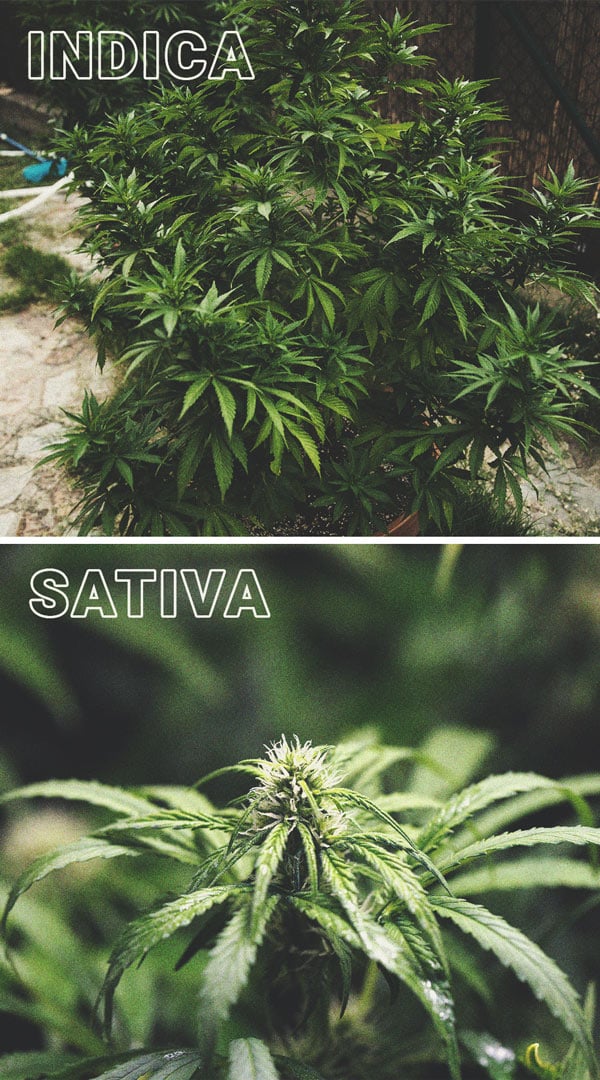 Le Cannabis À Photopériode & Comment Le Cultiver En Extérieur Le Cannabis À Photopériode & Comment Le Cultiver En Extérieur
