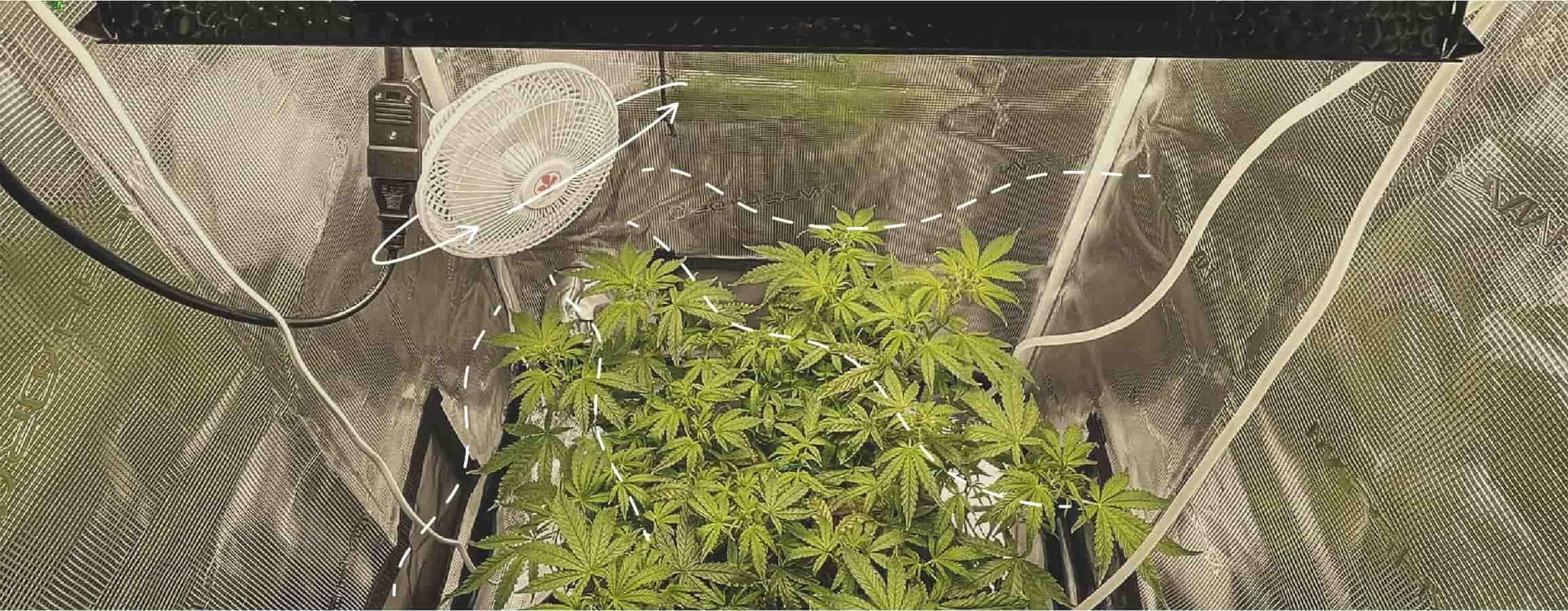 Prévenir la brûlure du vent sur le cannabis en intérieur
