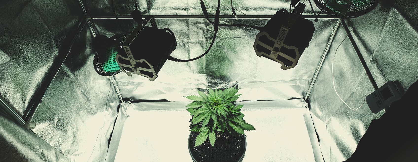 Plante de cannabis en croissance dans une tente de culture avec éclairage LED pour culture indoor