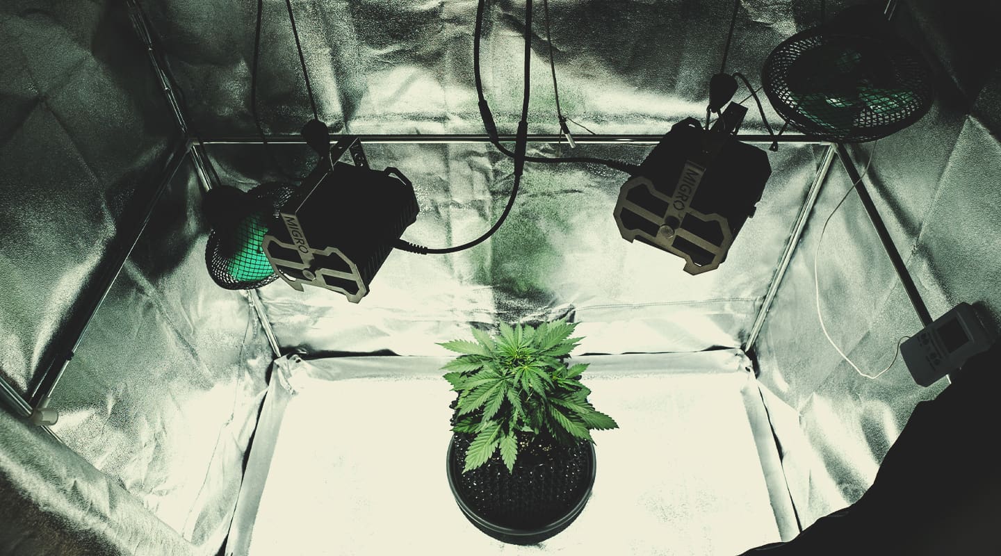 Plante de cannabis en croissance dans une tente de culture avec éclairage LED pour culture indoor