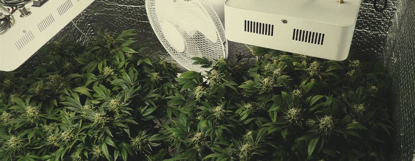 QU'EST-CE QUI INFLUENCE LA VITESSE DE CULTURE DU CANNABIS ? QU'EST-CE QUI INFLUENCE LA VITESSE DE CULTURE DU CANNABIS ?