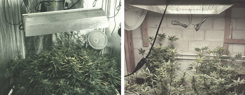 CHOISIR LE MEILLEUR ENDROIT POUR CULTIVER DU CANNABIS EN INTÉRIEUR CHOISIR LE MEILLEUR ENDROIT POUR CULTIVER DU CANNABIS EN INTÉRIEUR
