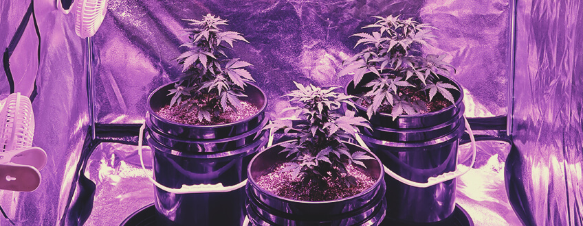 Que faut-il préparer d’autre pour une culture économique de cannabis ?