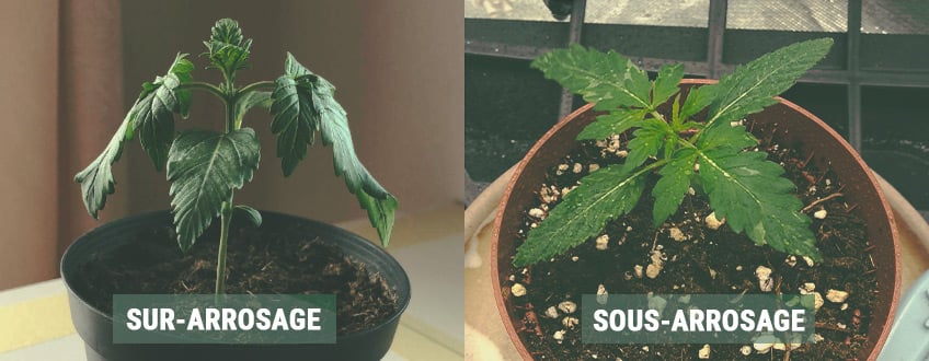 COMMENT ARROSER VOS PLANTULES COMMENT ARROSER VOS PLANTULES