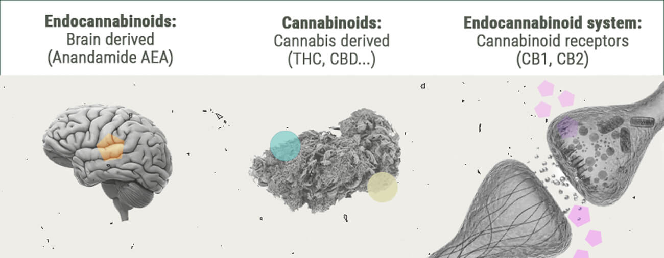La Chimie Des Effets Du Cannabis La Chimie Des Effets Du Cannabis
