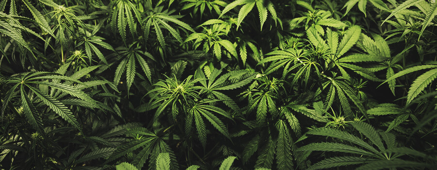 Végétatif à la floraison Végétatif à la floraison