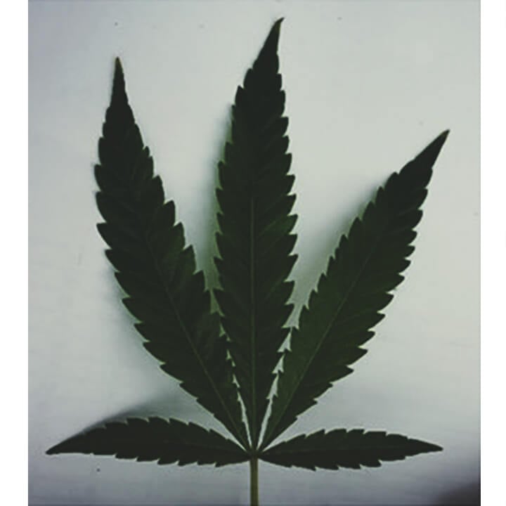 La Recherche Montre Que Les Feuilles Peuvent Nous Révéler Les Molécules Contenues Dans Le Cannabis La Recherche Montre Que Les Feuilles Peuvent Nous Révéler Les Molécules Contenues Dans Le Cannabis