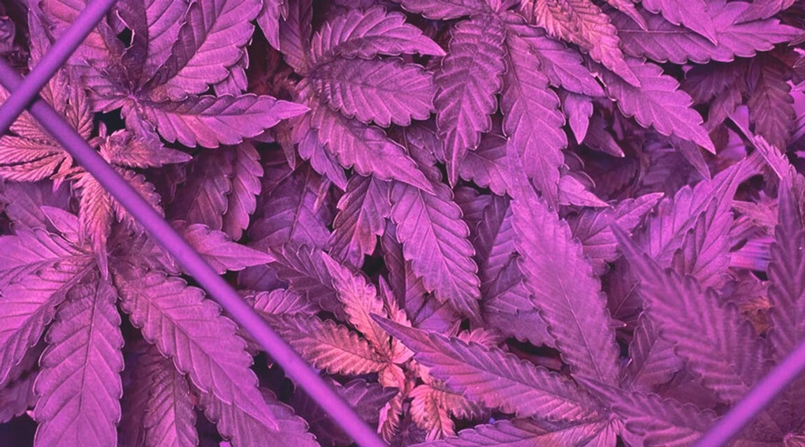 Plante de cannabis avec carence en fer, montrant des jeunes feuilles jaunies