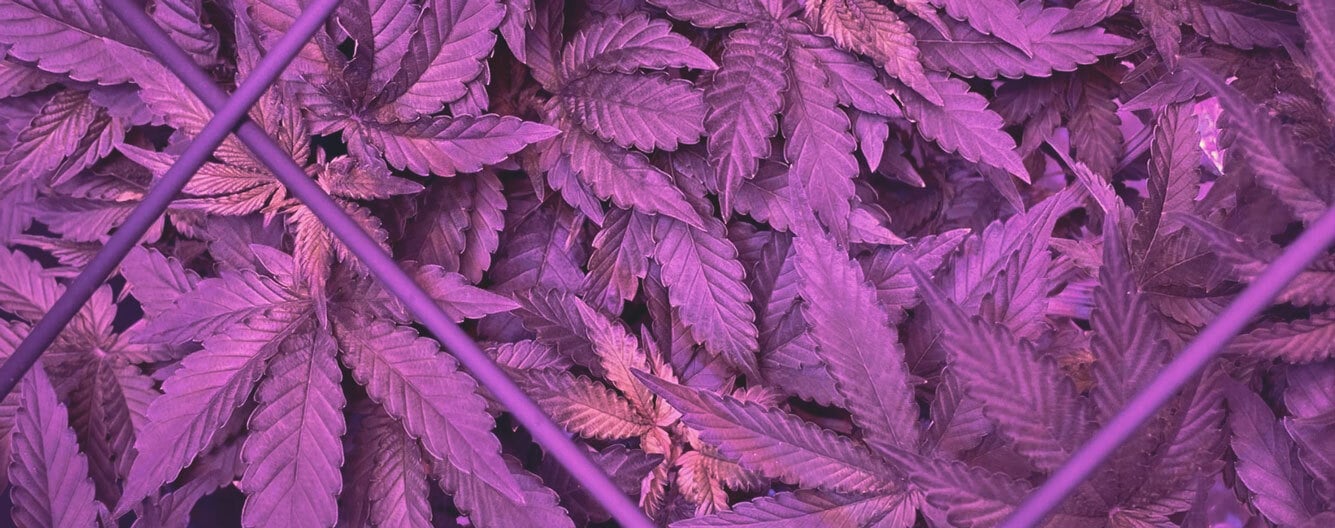 Plante de cannabis avec carence en fer, montrant des jeunes feuilles jaunies