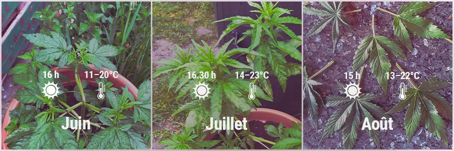 How To Grow Cannabis Outdoors - Belgium