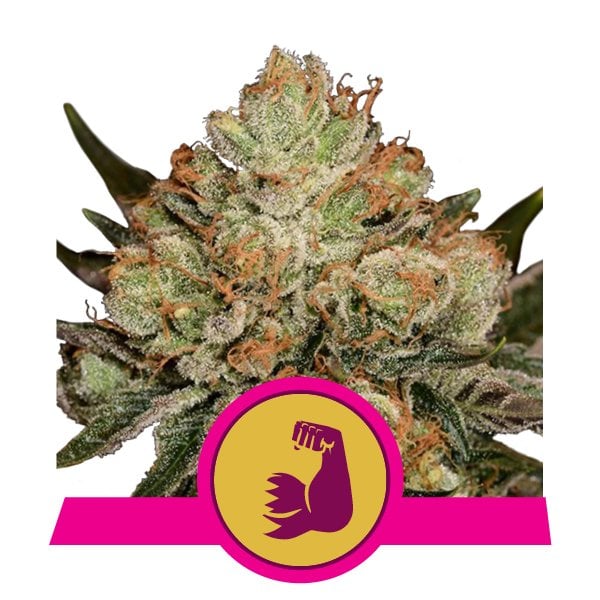Buy HulkBerry Acheter HulkBerry