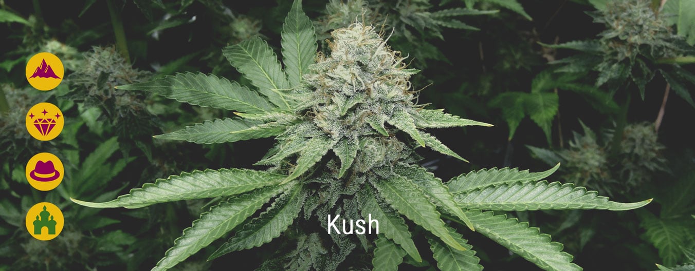 Les meilleures variétés de Kush