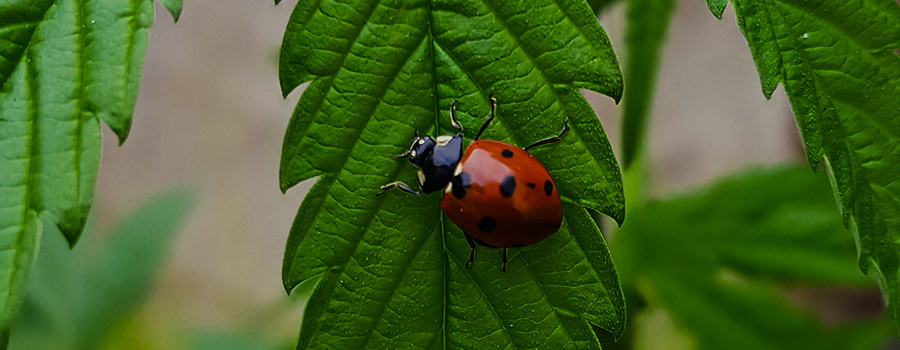 LA COCCINELLE, CE PRÉDATEUR FORMIDABLE LA COCCINELLE, CE PRÉDATEUR FORMIDABLE