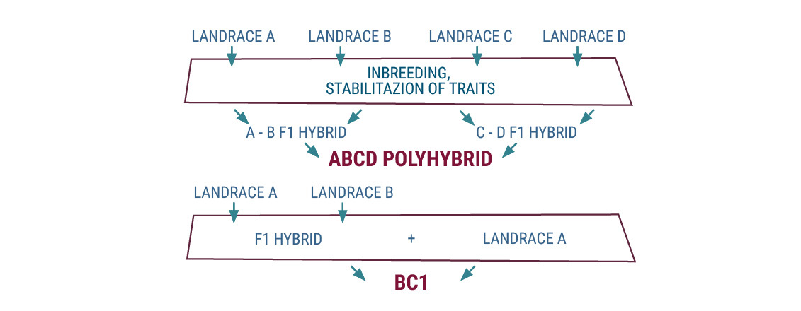 Understanding Cannabis Genetics Terminology Understanding Cannabis Genetics Terminology