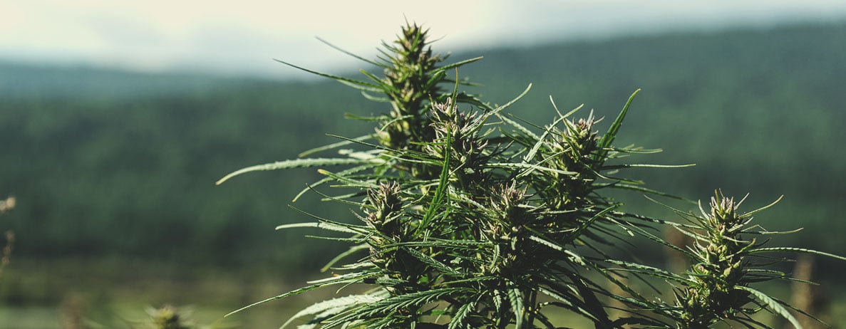 Qu’est-ce que le cannabis landrace ?