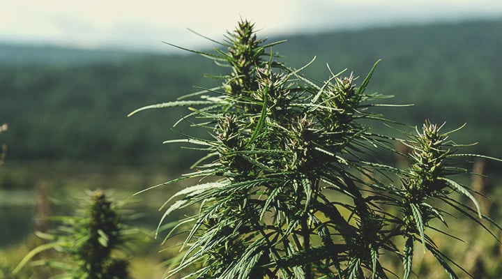Qu’est-ce que le cannabis landrace ? Qu’est-ce que le cannabis landrace ?
