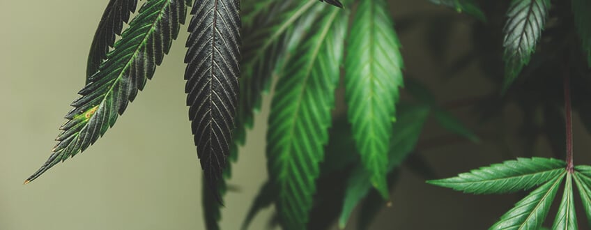 Plante de cannabis présentant des brûlures dues aux nutriments, avec des pointes de feuilles jaunies et brunies.