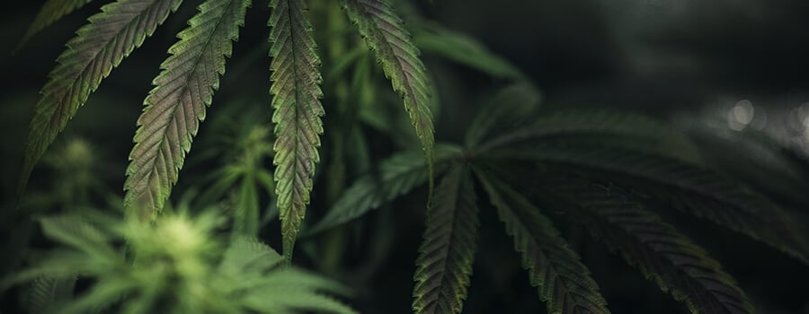 Déficit En Cuivre Dans Les Plantes De Cannabis