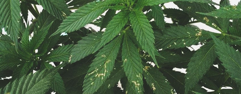 Leaf Damage Leaf Damage