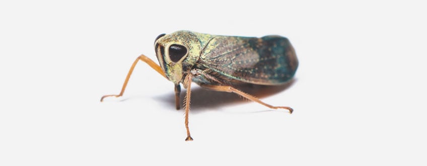Leafhopper Leafhopper
