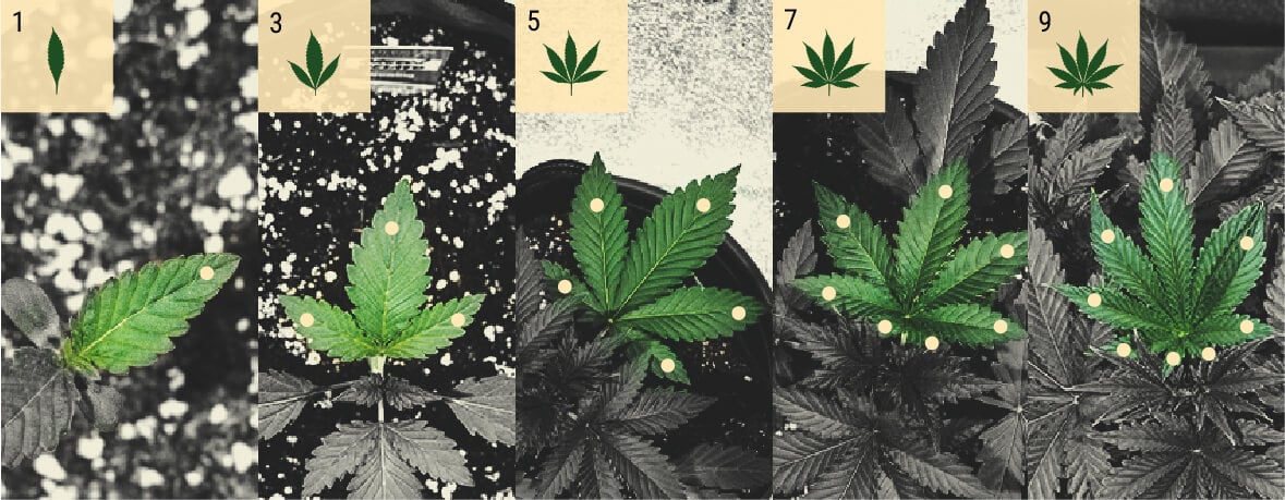 Feuilles de cannabis avec plusieurs folioles, illustrant le concept de
