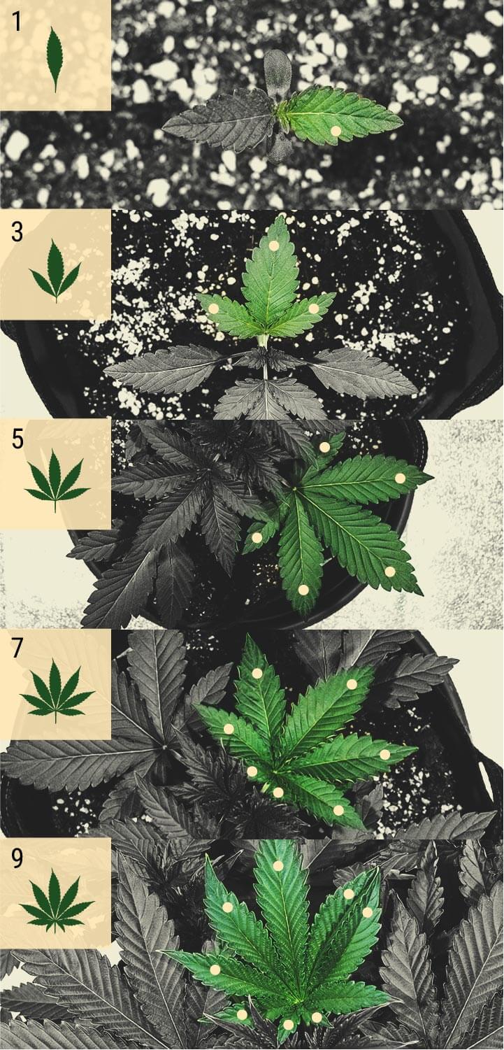 Feuilles de cannabis avec plusieurs folioles, illustrant le concept de