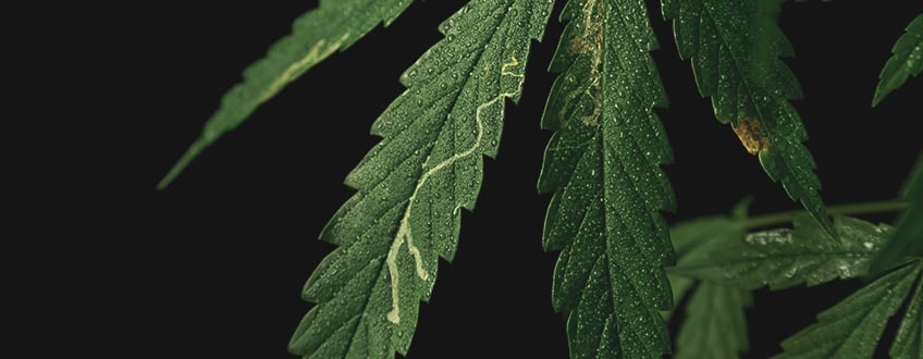 Feuille de cannabis endommagée par des mineuses, des insectes nuisibles creusant des galeries à l'intérieur des feuilles, causant des dégâts importants.