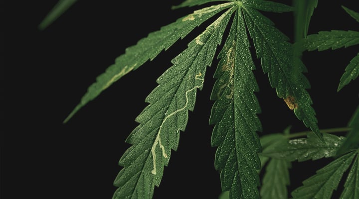 Feuille de cannabis endommagée par des mineuses, des insectes nuisibles creusant des galeries à l'intérieur des feuilles, causant des dégâts importants.