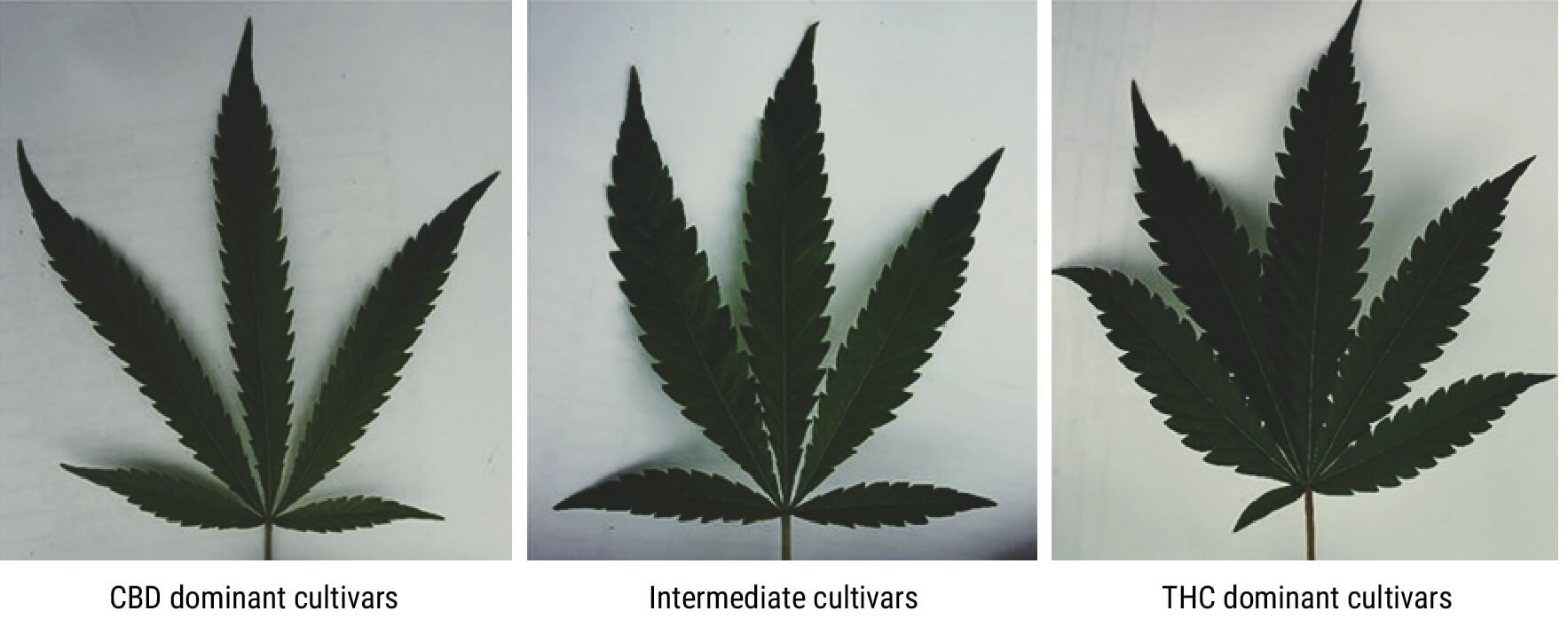 différentes feuilles de cannabis illustrant les variations visuelles entre les variétés. Cette image est liée à la recherche qui montre que les feuilles de cannabis peuvent révéler les molécules contenues dans la plante, permettant de déterminer sa composition chimique.