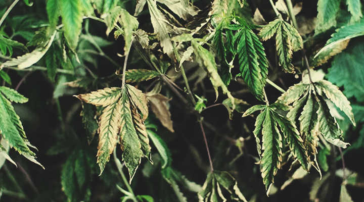 Des plants faiblards et mous Des plants faiblards et mous