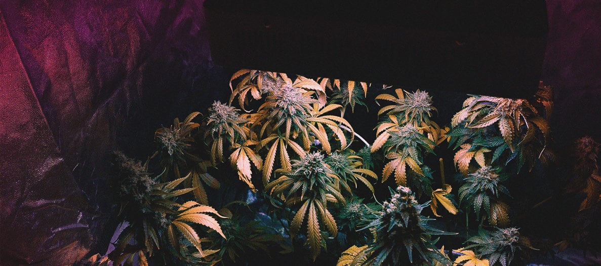 Astuces Pratiques Pour Cultiver de la Weed en Climat Froid Astuces Pratiques Pour Cultiver de la Weed en Climat Froid