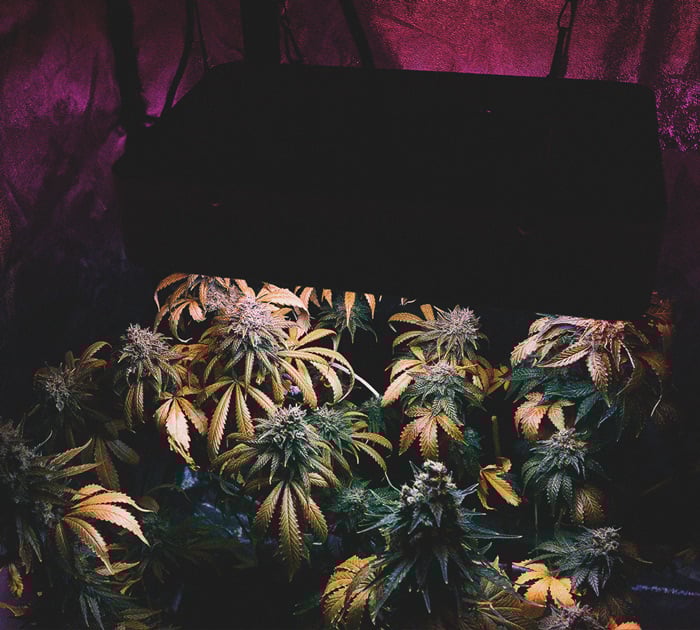 Astuces Pratiques Pour Cultiver de la Weed en Climat Froid Astuces Pratiques Pour Cultiver de la Weed en Climat Froid