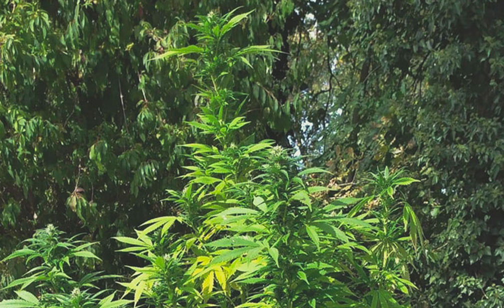 Top 10 High-Yielding Outdoor Cannabis Strains