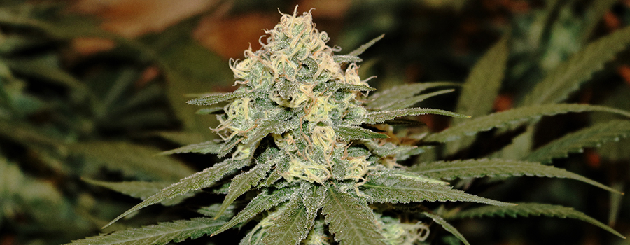 Lemon Shining Silver Haze 
