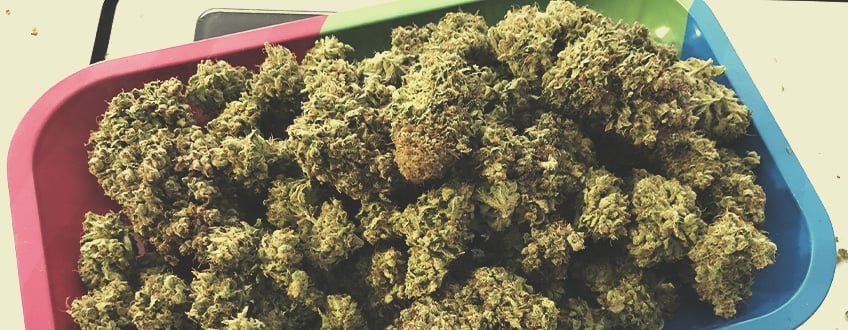 Plateau en métal rempli de têtes de cannabis séchées.