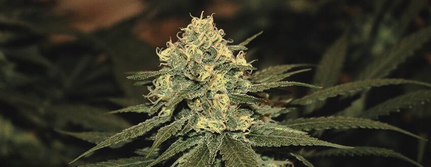 Lemon Shining Silver Haze Lemon Shining Silver Haze