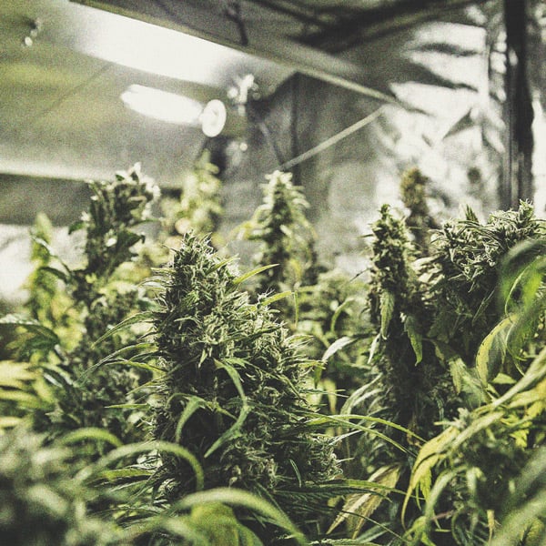 Comment Cultiver Du Cannabis Avec Un Petit Budget : Intérieur et Extérieur