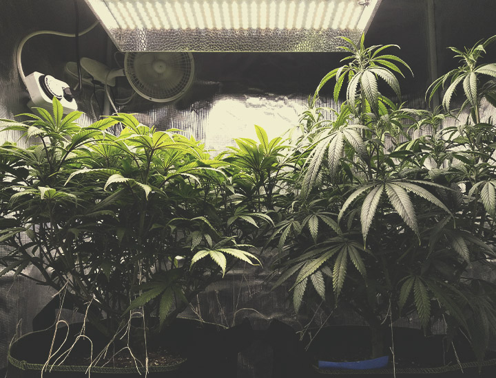 Variétés À Autofloraison Pour La Culture En Intérieur Variétés À Autofloraison Pour La Culture En Intérieur