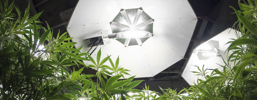 Cannabis Lighting