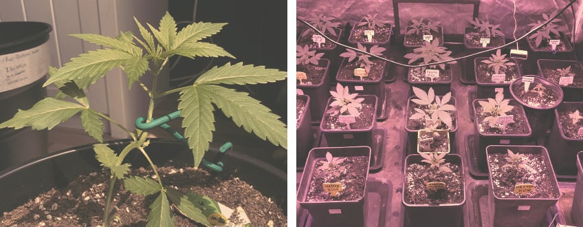 SOG (Sea of Green) Et ScrOG (Screen of Green) SOG (Sea of Green) Et ScrOG (Screen of Green)