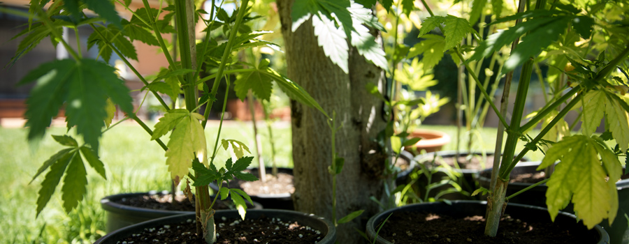 Magnésium deficiency plant