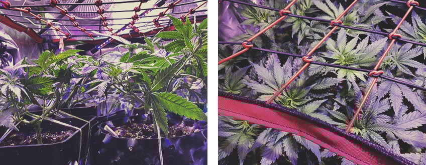 Deux images de plantes poussant à l'intérieur, avec un gros plan du filet qui les soutient.