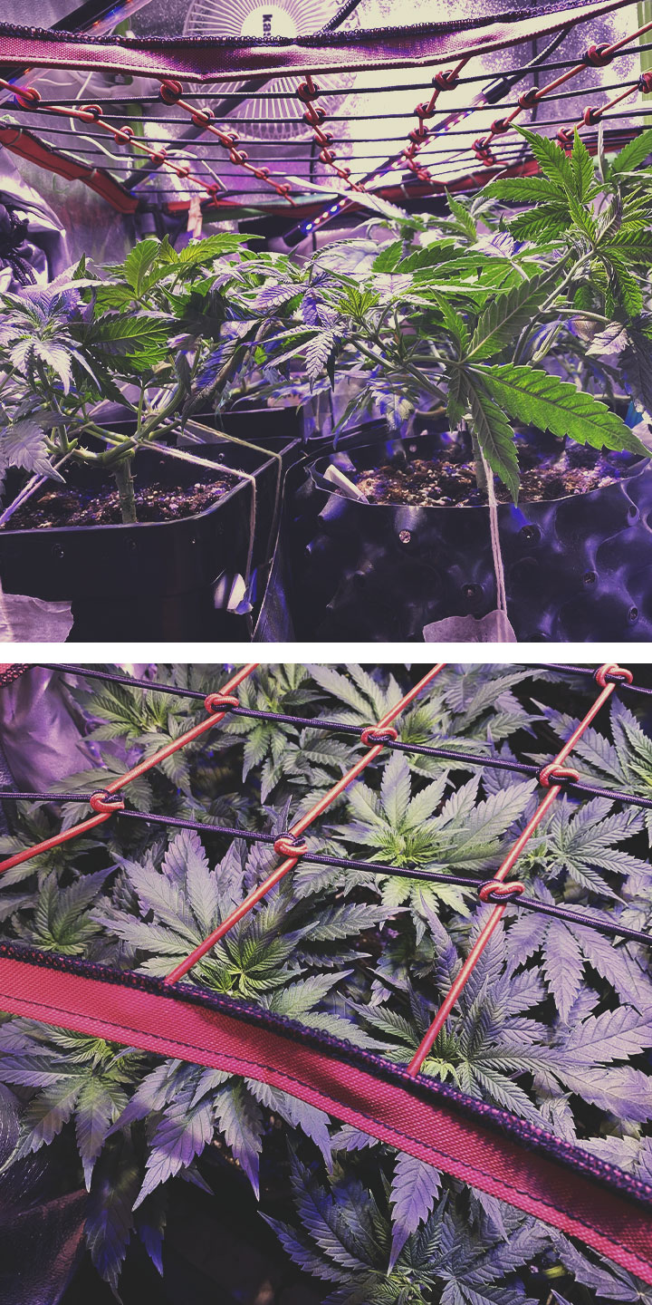 Comment Utiliser La Technique ScrOG : Procédure Continuez à entrecroiser tout au long de la première phase de floraison jusqu’à ce que votre écran se remplisse. Fixez les branches en place à l’aide de liens souples. Taille : enlevez les branches du dessous du point où vous avez étêté votre plante. Cela obligera votre plante à diriger toute son énergie disponible vers la canopée. Ces branches ont besoin de leur propre approvisionnement en nutriments et en eau. Retirez-les de la plante pour libérer des ressources. Maintenance : les plants de cannabis se sentent souvent stressées tout au long du processus du ScrOG. Veillez à les arroser immédiatement après chaque séance d’entrecroisement. Dans le futur, n’arrosez le sol que lorsque les 3–4 cm supérieurs sont complètement secs. Gardez vos plants bien nourris avec des éléments nutritifs optimaux pour éviter les carences. Améliorer Le ScroOG Avec D’autres Techniques De Palissage Pour Le Cannabis Comment Utiliser La Technique ScrOG : Procédure Continuez à entrecroiser tout au long de la première phase de floraison jusqu’à ce que votre écran se remplisse. Fixez les branches en place à l’aide de liens souples. Taille : enlevez les branches du dessous du point où vous avez étêté votre plante. Cela obligera votre plante à diriger toute son énergie disponible vers la canopée. Ces branches ont besoin de leur propre approvisionnement en nutriments et en eau. Retirez-les de la plante pour libérer des ressources. Maintenance : les plants de cannabis se sentent souvent stressées tout au long du processus du ScrOG. Veillez à les arroser immédiatement après chaque séance d’entrecroisement. Dans le futur, n’arrosez le sol que lorsque les 3–4 cm supérieurs sont complètement secs. Gardez vos plants bien nourris avec des éléments nutritifs optimaux pour éviter les carences. Améliorer Le ScroOG Avec D’autres Techniques De Palissage Pour Le Cannabis