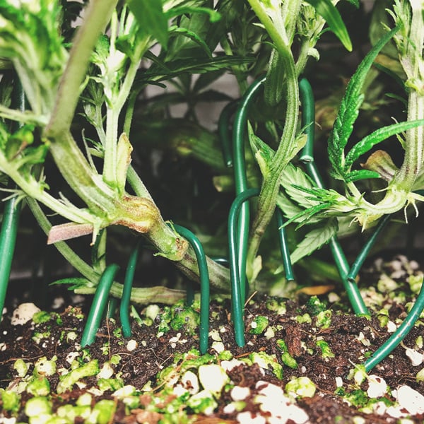 Comment Cultiver De La Super Weed Sur Un Balcon Ou Une Terrasse Comment Cultiver De La Super Weed Sur Un Balcon Ou Une Terrasse