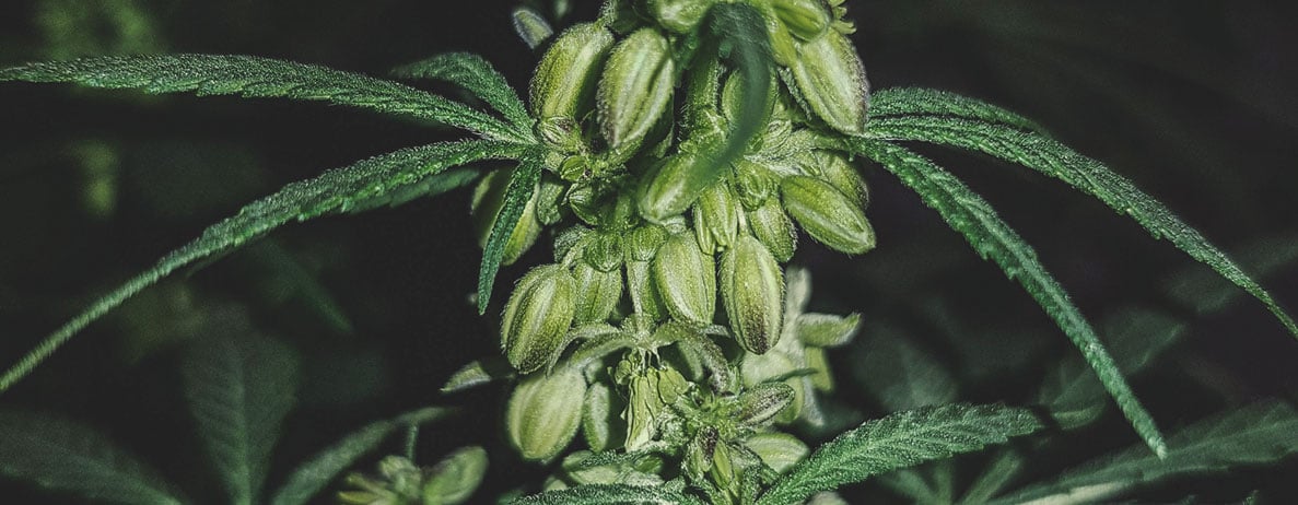 À quoi ressemble un plant de cannabis mâle ?