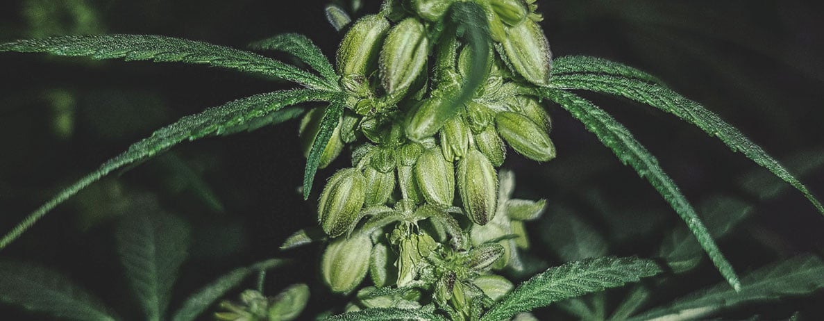 À quoi ressemble un plant de cannabis mâle ? À quoi ressemble un plant de cannabis mâle ?