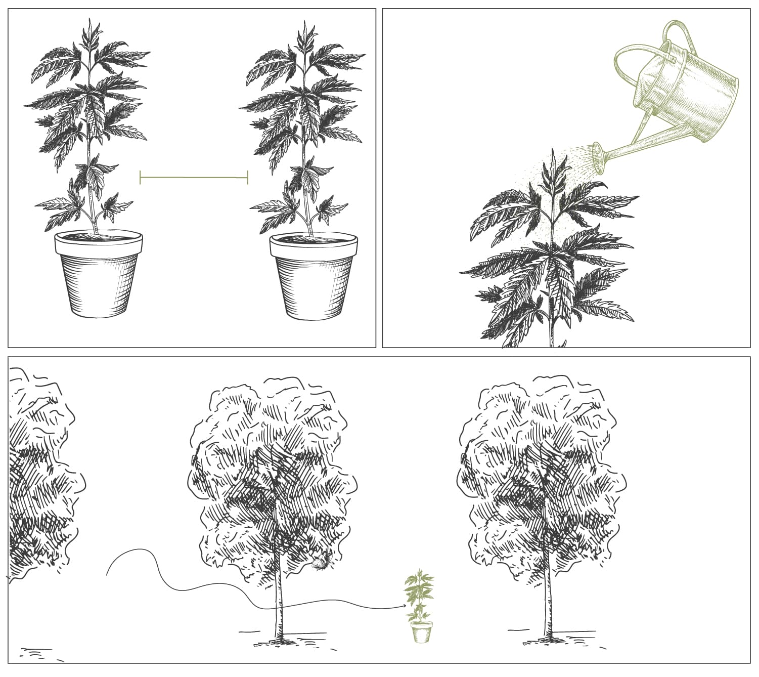 Comment les champignons mycorhizes aide vos plants de cannabis à s'épanouir