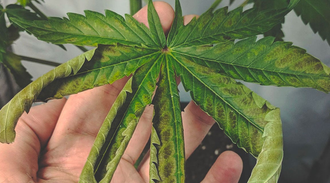 Plante de cannabis présentant des taches nécrotiques sur les jeunes feuilles, signes caractéristiques d'une carence en manganèse.